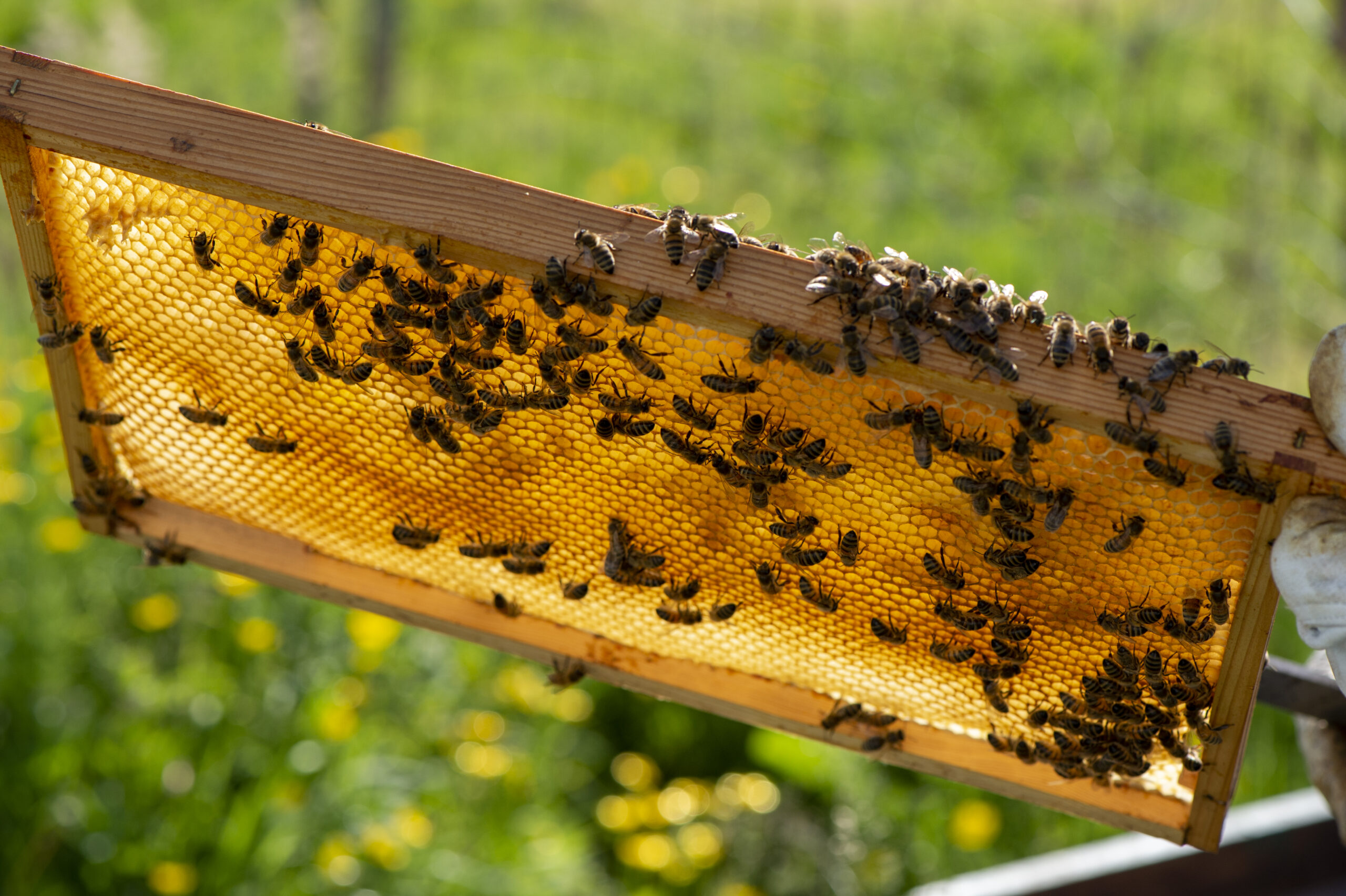 Bijenkast bij uw bedrijf geplaatst